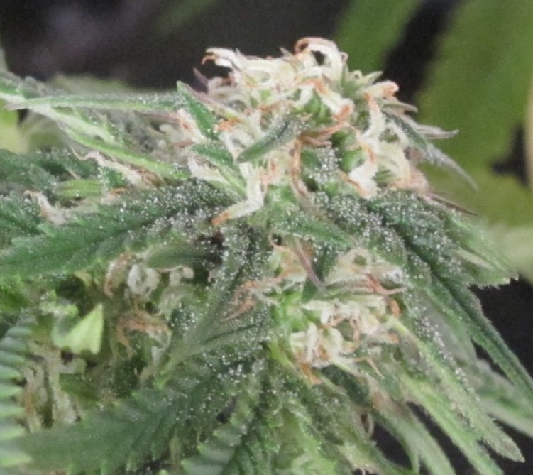 Aeroponic Greenhouse